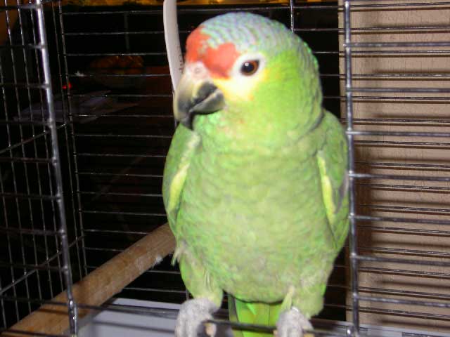28-Indirin-Albert