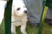 34--Snoopy-daniela-vasic