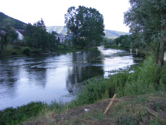 Pliva